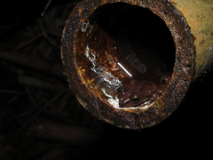 Kurixalus berylliniris