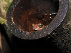 Kurixalus berylliniris