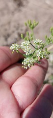 Capnophyllum africanum
