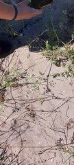Capnophyllum africanum