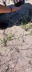 Capnophyllum africanum