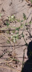 Capnophyllum africanum