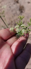 Capnophyllum africanum