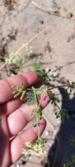 Capnophyllum africanum