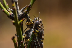 Chilecicada occidentis