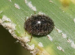 Rhyzobius lophanthae