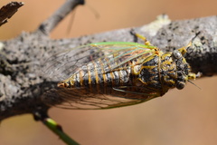 Chilecicada occidentis