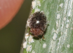 Rhyzobius lophanthae