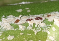 Phoenicococcus marlatti