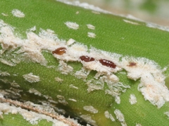 Phoenicococcus marlatti