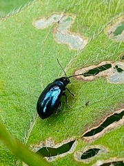 Altica