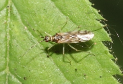 Dicyphus hesperus