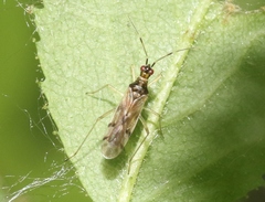 Dicyphus hesperus