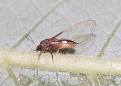 Bactericera californica