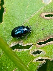 Altica