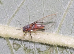 Bactericera californica