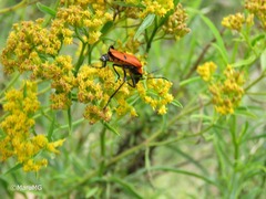 Chauliognathus togatus