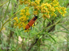 Chauliognathus togatus