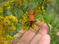 Chauliognathus togatus