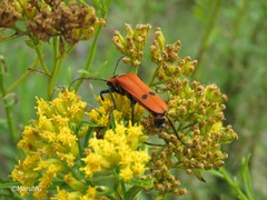 Chauliognathus togatus