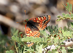 Euphydryas chalcedona corralensis