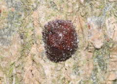 Parthenolecanium corni