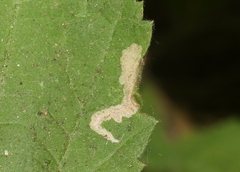 Coptotriche splendida