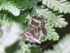 Trichodezia californiata