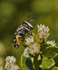 Copestylum marginatum