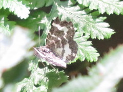 Trichodezia californiata