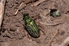 Diphucephala colaspidoides