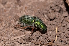 Diphucephala colaspidoides