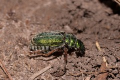 Diphucephala colaspidoides
