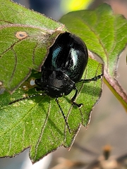 Chrysolina aurichalcea