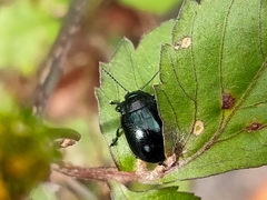 Chrysolina aurichalcea
