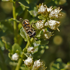 Copestylum marginatum