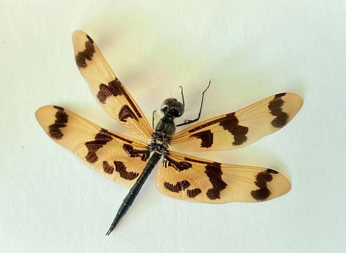 Graphic Flutterer photo 3