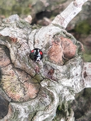 Chilocorus