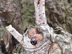 Chilocorus