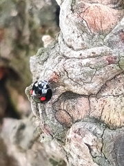 Chilocorus