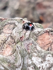 Chilocorus