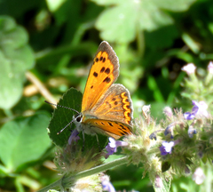 Lycaena panava