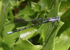 Argia vivida