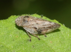 Aphrophora angulata