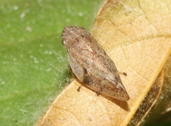 Aphrophora angulata