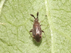 Ranzovius californicus