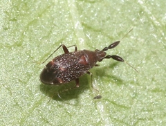 Ranzovius californicus