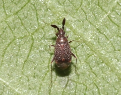 Ranzovius californicus