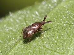 Ranzovius californicus