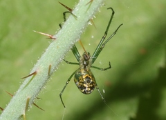 Leucauge venusta